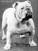 Old English Bulldog
